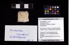 Foto (Objekt + Etikett) von Munidopsidae indet.  (NHMW-GEO-2017-0089-0017)
